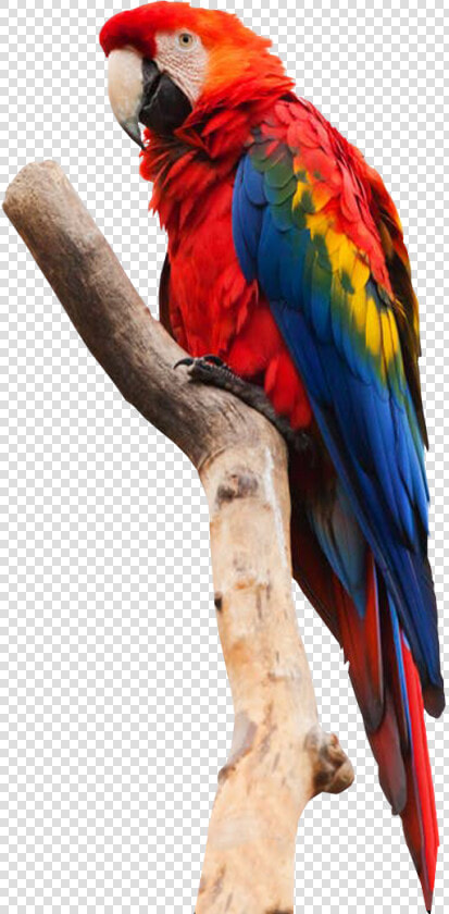 Parrot No Background   Parrot Transparent Background  HD Png DownloadTransparent PNG