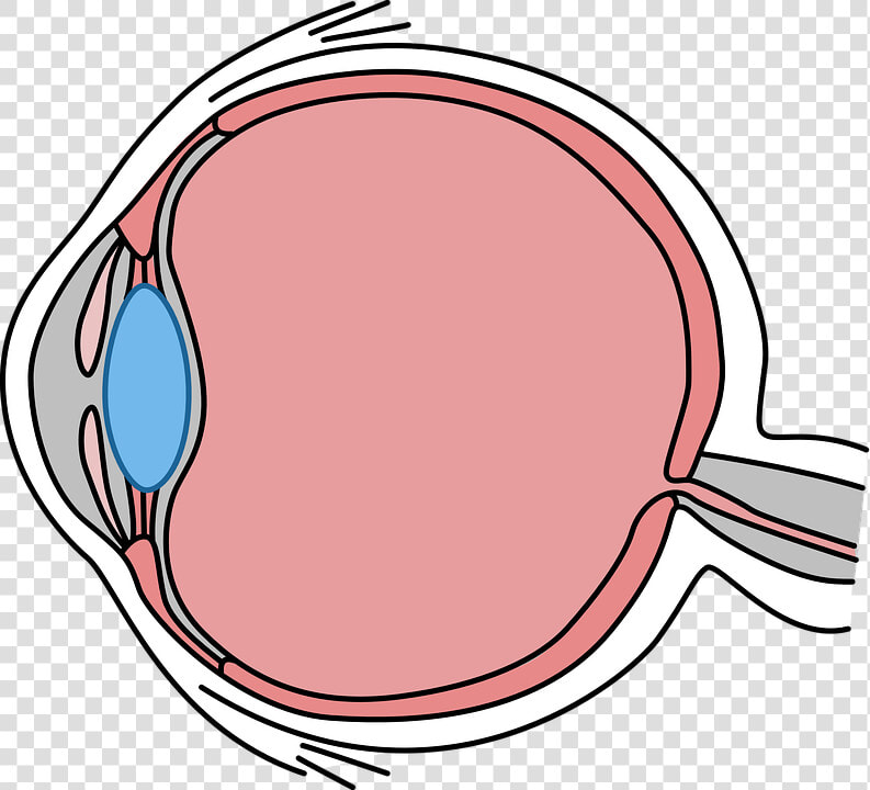 Eye  Drawing  Body  Biology  See  Diagram  Icon  HD Png DownloadTransparent PNG