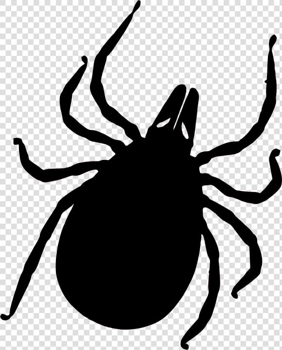 Tick Bug Png   No Ticks And Mosquitoes  Transparent PngTransparent PNG