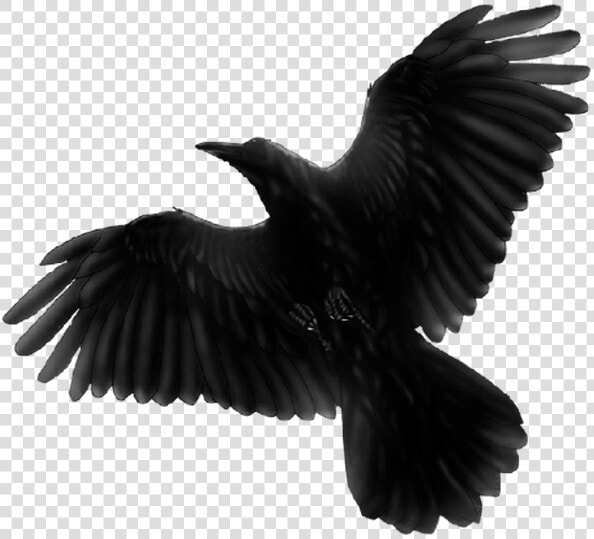 Black Bird Flying Png   Png Download   Blackbird Fat Freddys Drop  Transparent PngTransparent PNG