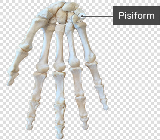 Carpal Bones  HD Png DownloadTransparent PNG