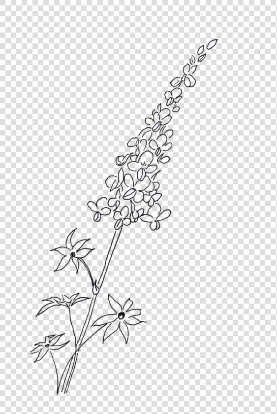 Bluebonnets Drawing Huge Freebie Download For Powerpoint   Line Art  HD Png DownloadTransparent PNG