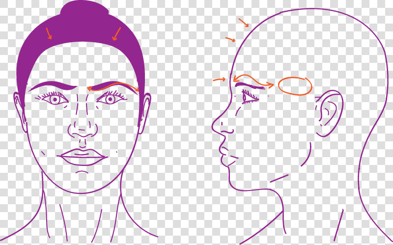 Upper Face Procedures In Facial Feminization Surgery   Illustration  HD Png DownloadTransparent PNG