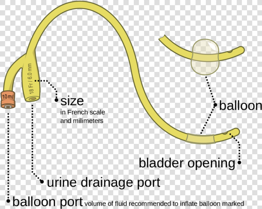 Parts Of Foley  39 s Catheter  HD Png DownloadTransparent PNG