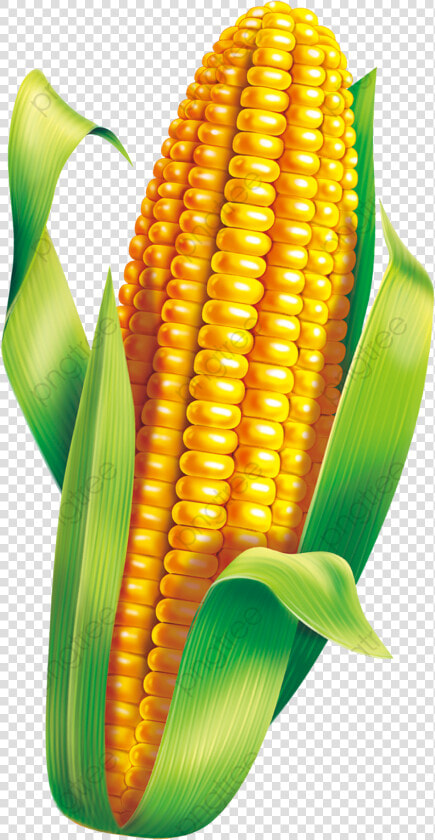 Corn Material Clipart Green Transparent Png   Milho Verde Festa Junina Png  Png DownloadTransparent PNG