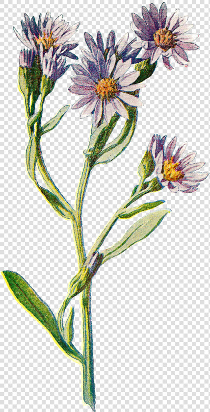 Flower Clip Art Wildflower Illustration Digital Download  HD Png DownloadTransparent PNG