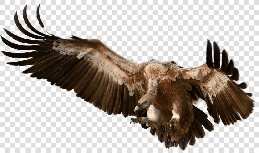 Vulture Attacking Its Prey   Vulture Png  Transparent PngTransparent PNG