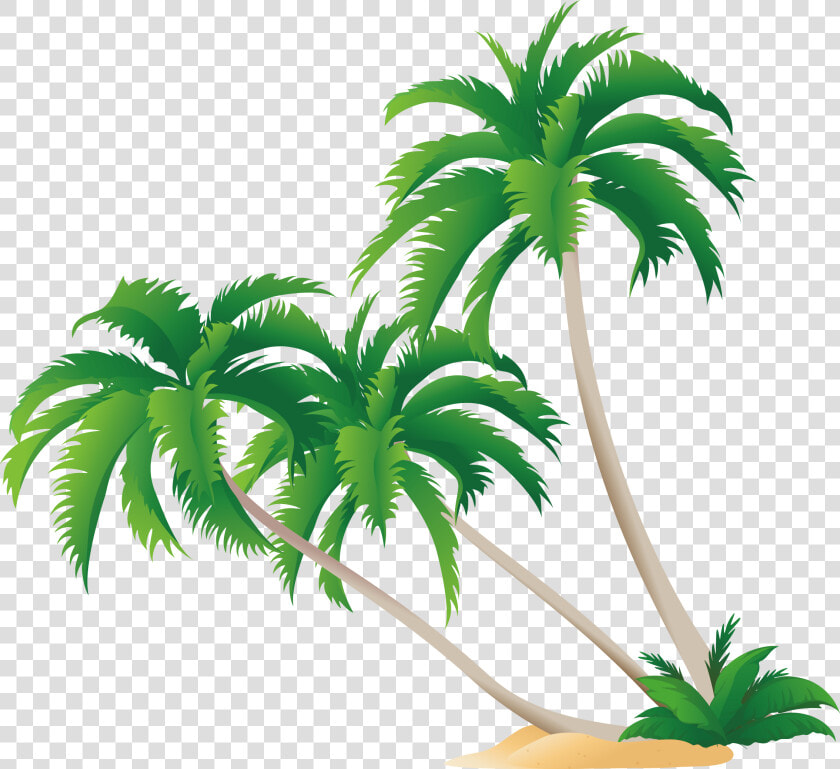 Transparent Coconut Tree Png   Coconut Tree Vector Png  Png DownloadTransparent PNG