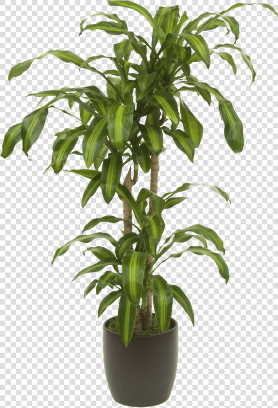 Transparent Plant Png   Transparent Tall Plant Png  Png DownloadTransparent PNG