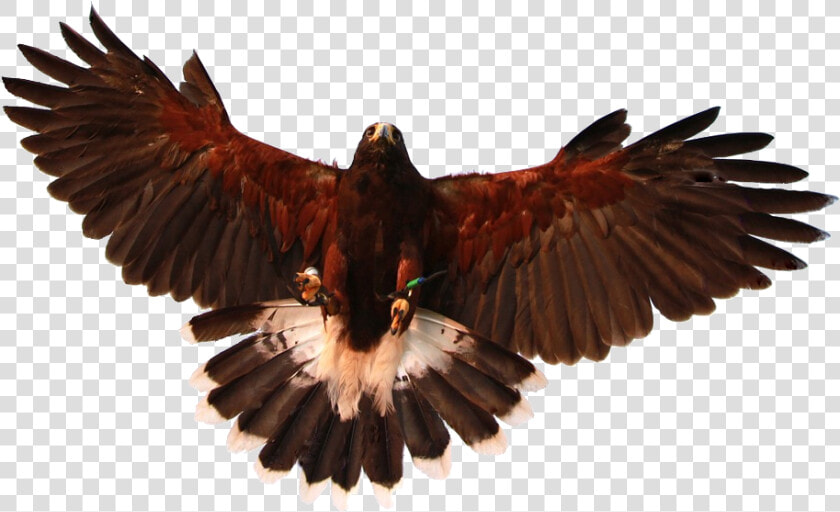 Hawk With Wings Spread  HD Png DownloadTransparent PNG