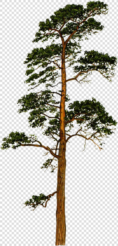 Thumb Image   Scots Pine Tree Png  Transparent PngTransparent PNG