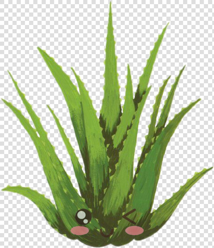  kawaii  lindo  cute  aloevera   Draw An Aloe Vera Plant  HD Png DownloadTransparent PNG