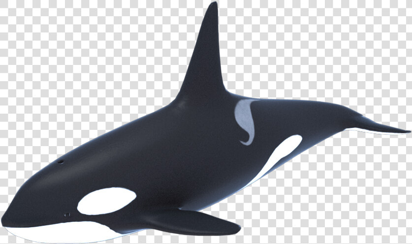 Killer Whale Orca 3d Model 1a   Whale 3d Png  Transparent PngTransparent PNG