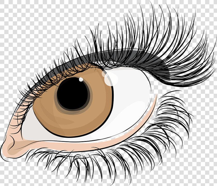 Eyelash Png  Download Png Image With Transparent Background    Lashes Eyes Transparent Background  Png DownloadTransparent PNG