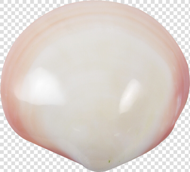 Tiger Clam Polished Shell 3 4   Kakapo Egg  HD Png DownloadTransparent PNG