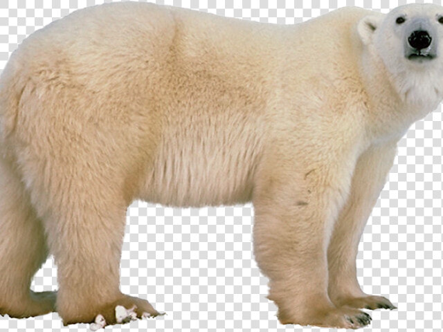 Polar Bear Png Transparent Images   Polar Bear White Background  Png DownloadTransparent PNG