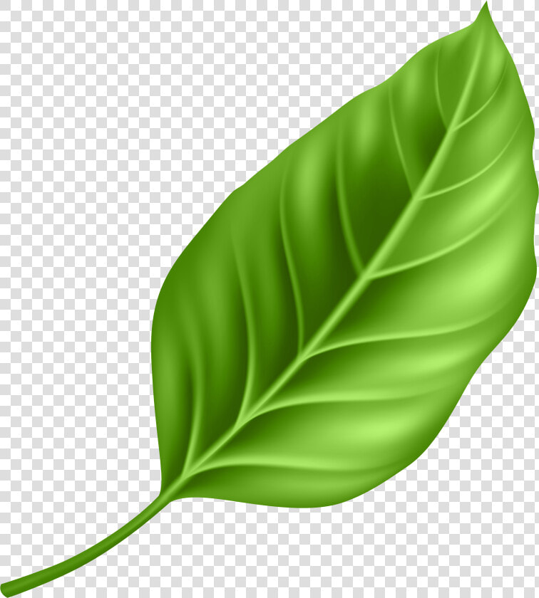 Paan Leaf Png  Transparent PngTransparent PNG