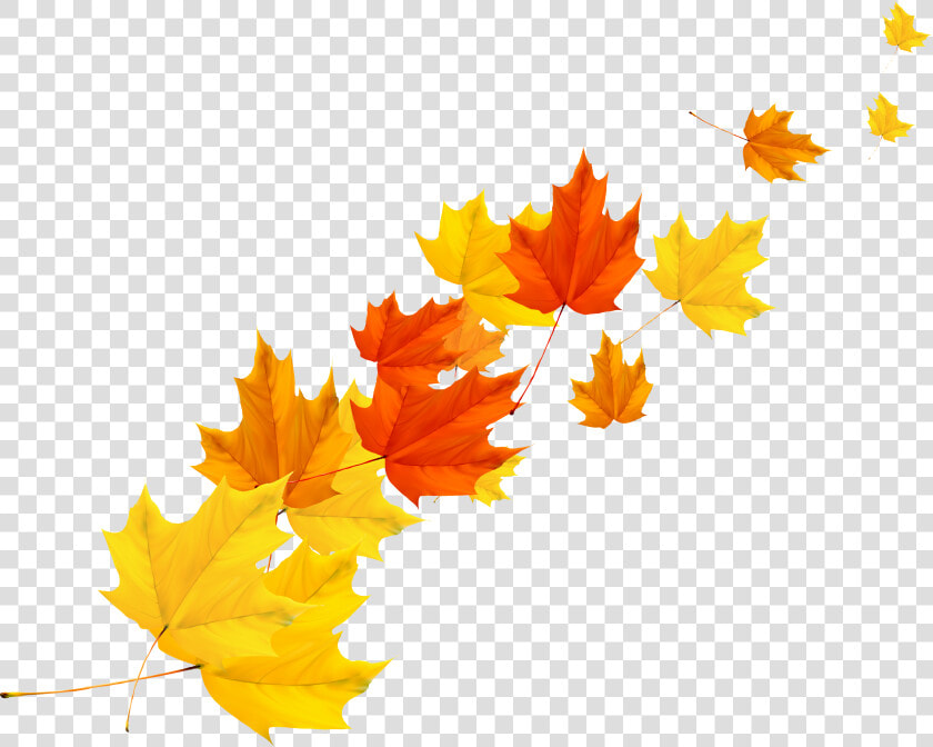 Clip Art Maple Autumn Transprent   Vector Autumn Leaves Png  Transparent PngTransparent PNG