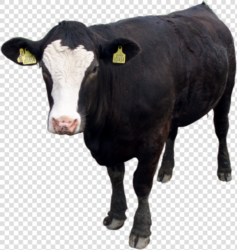 Black Cow Png Image  Download Picture   Black Cow Png  Transparent PngTransparent PNG