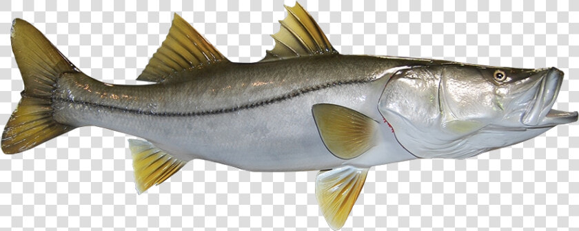 Snook   Perch  HD Png DownloadTransparent PNG