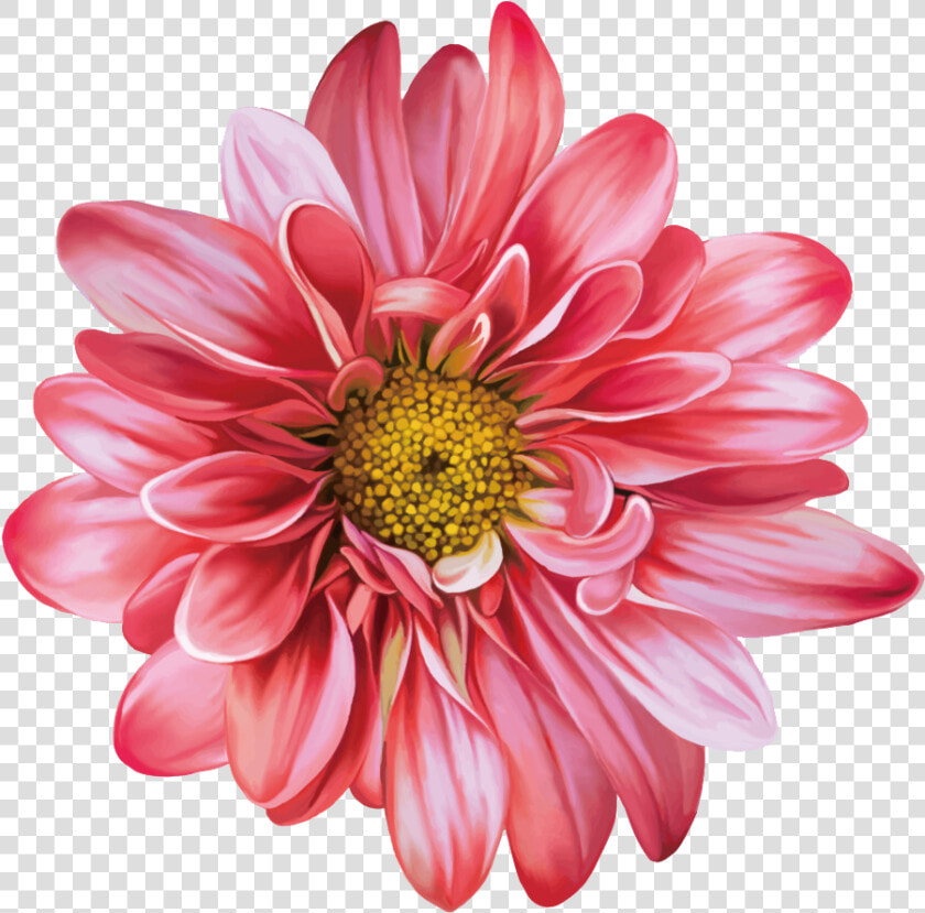 Gazania   Flower Chrysanthemum Vector Png  Transparent PngTransparent PNG