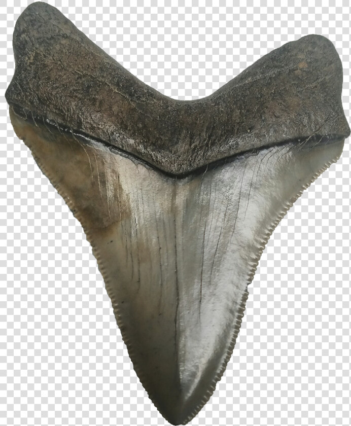 Shark Teeth Png Photo   Megalodon Tooth Png  Transparent PngTransparent PNG