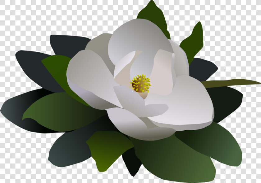 Magnolia Flower Flor   Free Magnolia Flower Clip Art  HD Png DownloadTransparent PNG