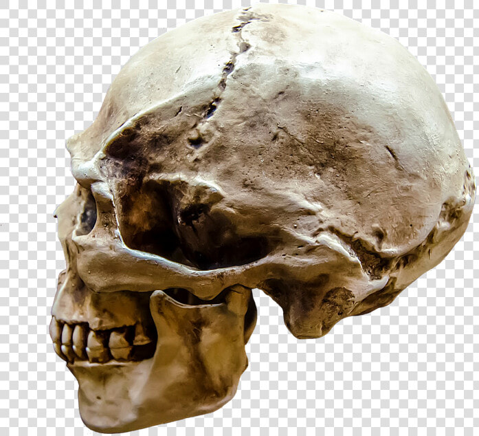 Representation  Gloomy  Body  Bone  Brain  Dark  Dead   Human Skull Profile View  HD Png DownloadTransparent PNG