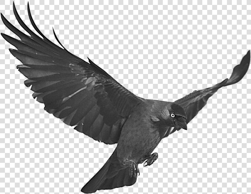 Stock Raven Flying With   Jackdaw Png  Transparent PngTransparent PNG