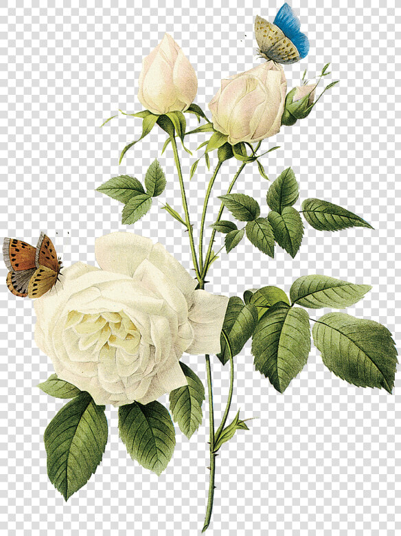 Rosas Blancas Png  Transparent PngTransparent PNG