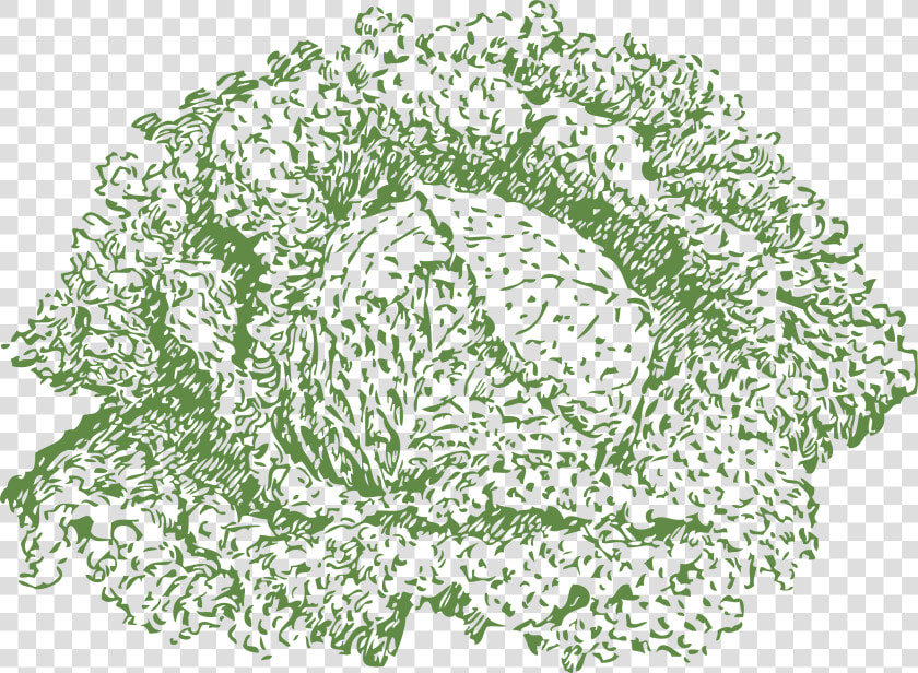 Savoy Cabbage Clip Arts   Clip Art  HD Png DownloadTransparent PNG