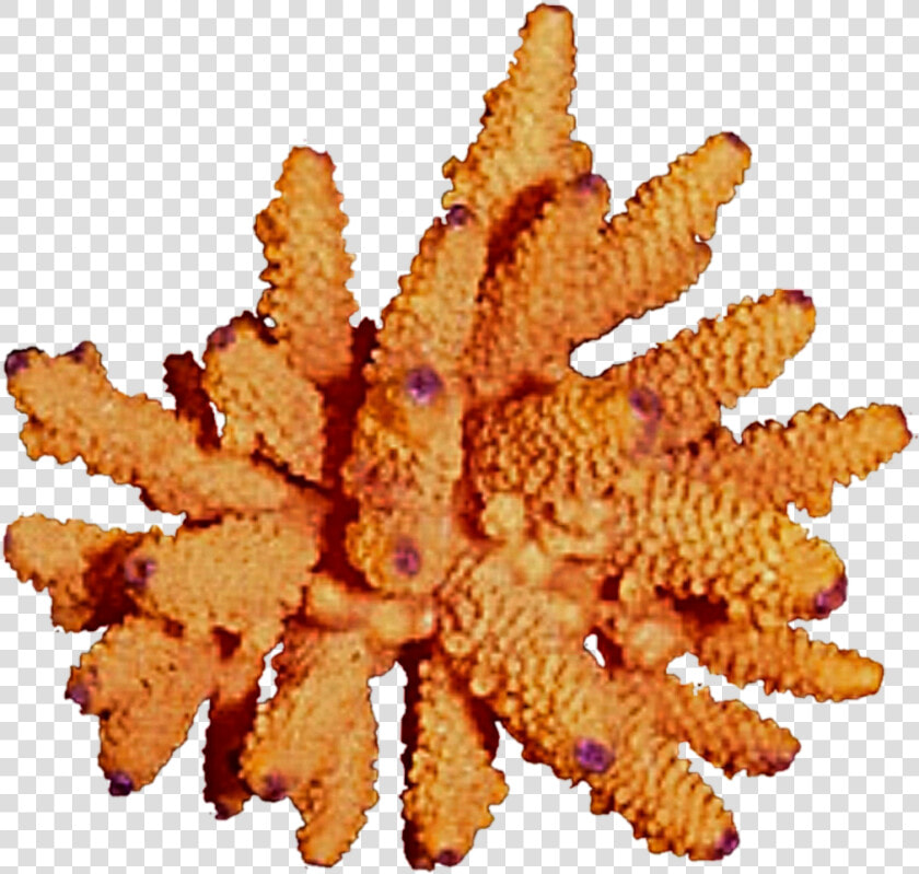 Free Download Orange Coral Png Clipart Coral Reef Clip   Echinoderm  Transparent PngTransparent PNG