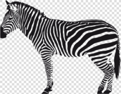 Zebra Png Transparent Images   Zebra Silhouette Png  Png DownloadTransparent PNG