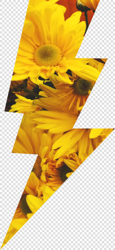  sunflowers  lightningbolt  lightning  yellow  flowers   Lightning Bolt Flower  HD Png DownloadTransparent PNG