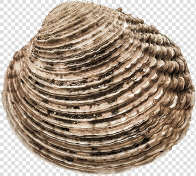 Shellfish   Cockle  HD Png DownloadTransparent PNG