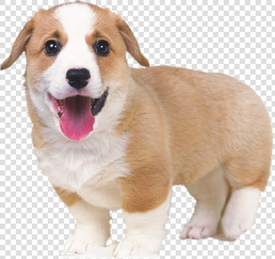 Dog Tongue Png   Cute White And Brown Dogs  Transparent PngTransparent PNG