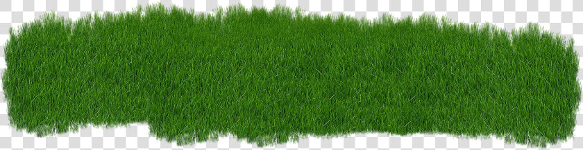 Grass Green Plant Green Grass Nature Summe   Lawn  HD Png DownloadTransparent PNG