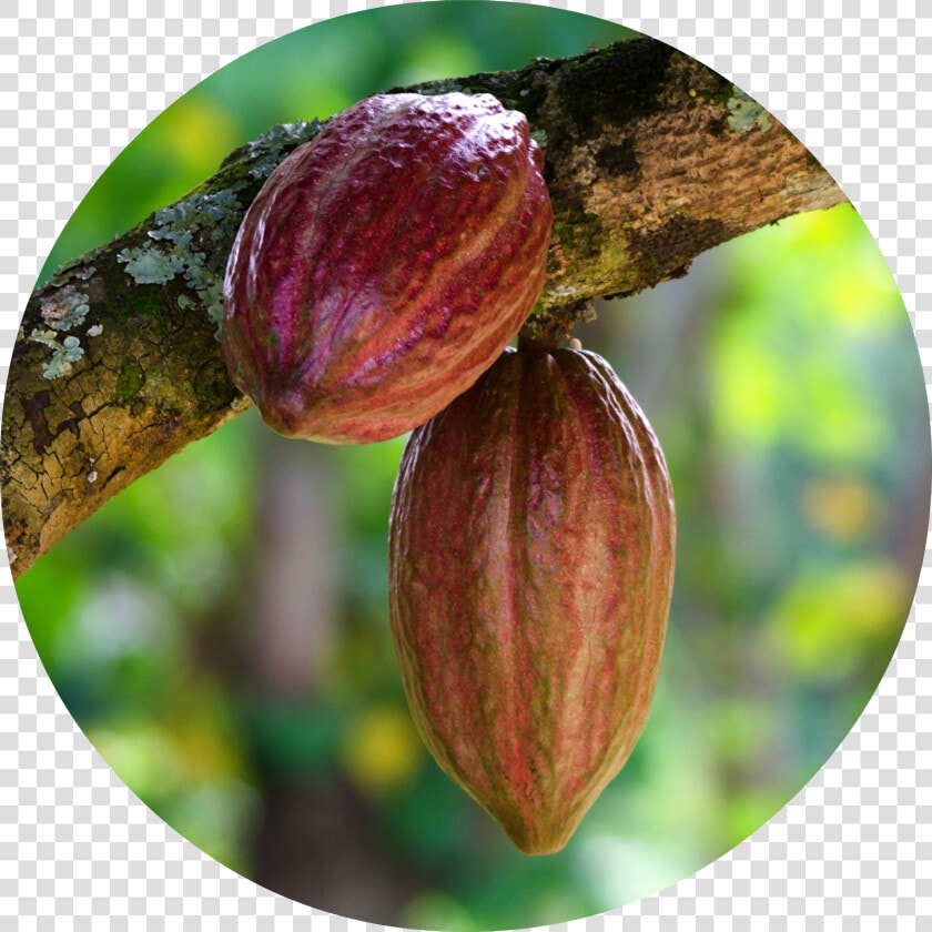 Cacao Png   Cocoa Bean  Transparent PngTransparent PNG