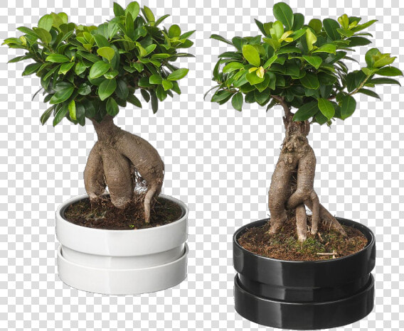 Ficus Microcarpa Ginseng Ikea  HD Png DownloadTransparent PNG