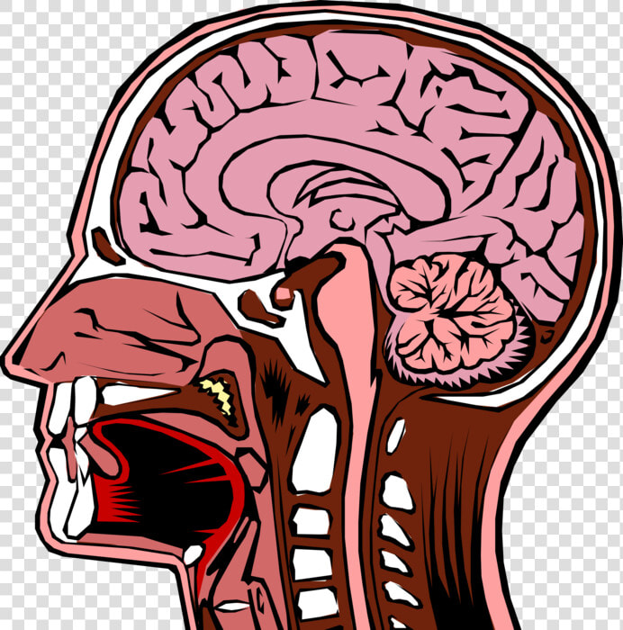 Vector Illustration Of Human Head Cross Section With   Cross Section Of Head  HD Png DownloadTransparent PNG