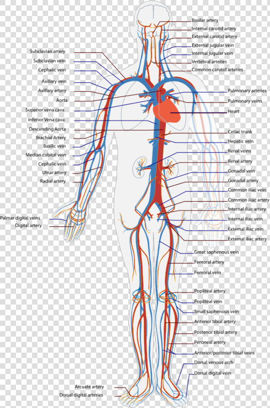 Circulatory System Diagram  HD Png DownloadTransparent PNG