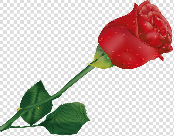 Transparent Single Rose Clipart   Beautiful Single Rose Flower  HD Png DownloadTransparent PNG