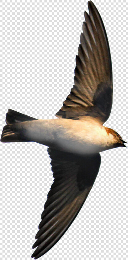 Eurasian Crag Martin David Raju  HD Png DownloadTransparent PNG