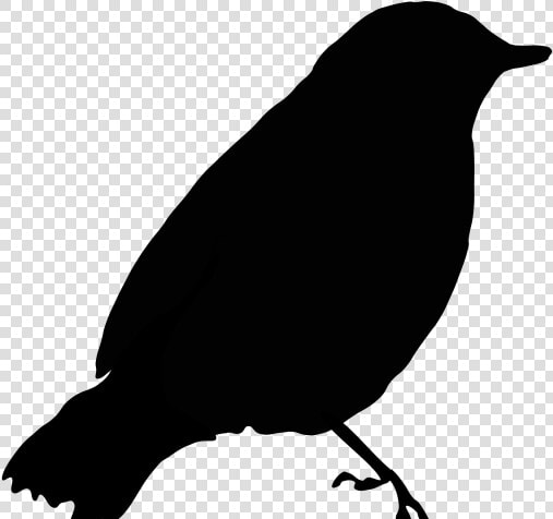 Birds Got Their Colours Story  HD Png DownloadTransparent PNG