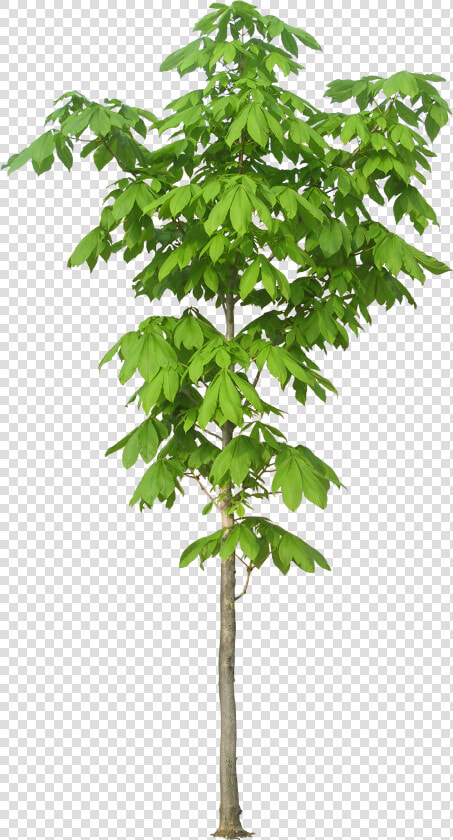 Kapok Tree Trees Luxuriant Free Png Hq   Kapok Tree Leaf  Transparent PngTransparent PNG