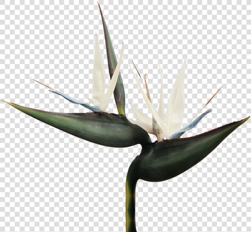 Strelitzia Nicola  HD Png DownloadTransparent PNG