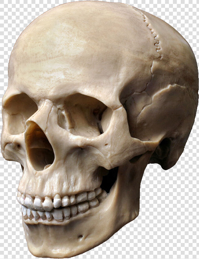 Clip Art Stock Photography Skeleton Head   Skull Stock  HD Png DownloadTransparent PNG