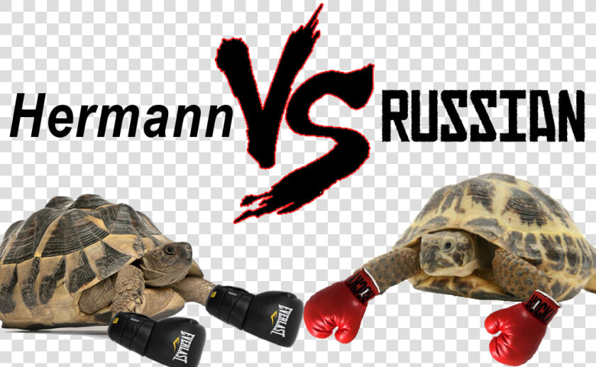 Hermann Vs Russian Tortoise   Horsefield Tortoise Vs Hermann  HD Png DownloadTransparent PNG