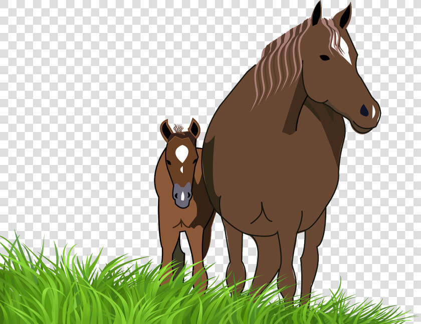 Horse And Foal Clipart  HD Png DownloadTransparent PNG