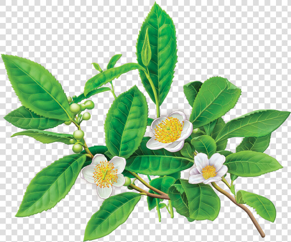 Greentea   Green Tea Plant Flower  HD Png DownloadTransparent PNG